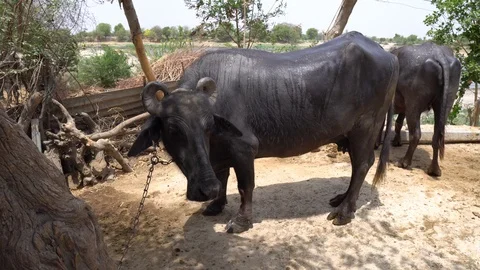 India Stock Footage 129236832