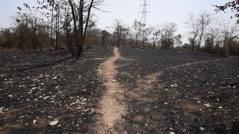 INDIA-FOREST FIRE-DRY GRASS Video stock 125973722