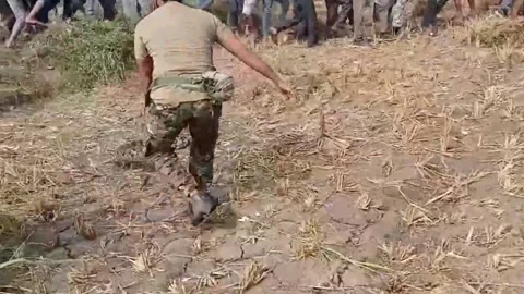 India: Giant 16 ft python sparks panic in central India, gets captured af... Video stock 292932859