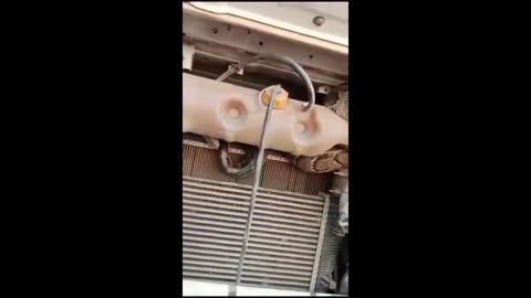 India: A giant python reached Bihar from UP hiding in the engine of a tru... Vídeo Stock 294189521