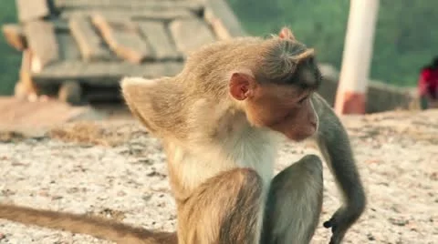 India, Hampi, Monkey on the hill Stock Footage 22308841