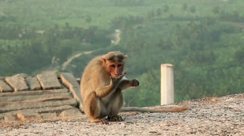 India, Hampi, Monkey on the hill Stock Footage 22308906