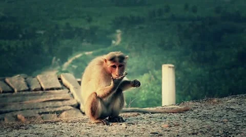 India, Hampi, Monkey on the hill Stock Footage 22308942