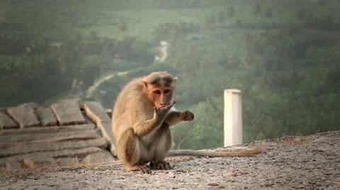 India, Hampi, Monkey on the hill Stock Footage 22308955