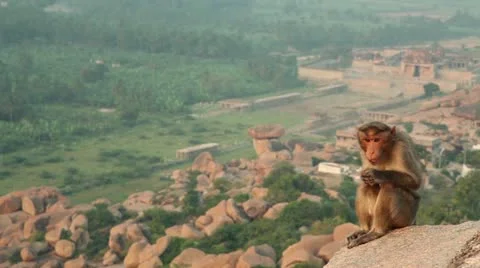 India, Hampi, Monkey on the hill Stock Footage 22308972