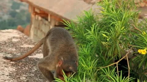 India, Hampi, Monkey on the hill Stock Footage 22308979