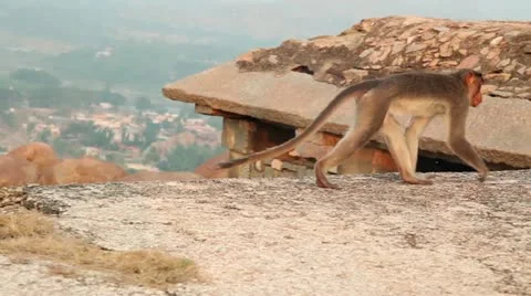 India, Hampi, Monkey on the hill Stock Footage 22308985