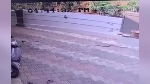 India: Hidden danger inside parked scooter triggers panic as snake lunges... Stock Footage 333474925