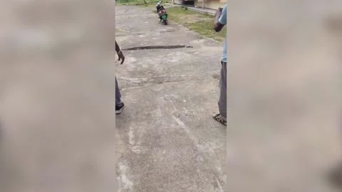 India: Huge python caught at pump house in southern India, safely released b... Stock Footage 282521516