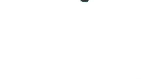 India Ink Drop Stock Footage 990148