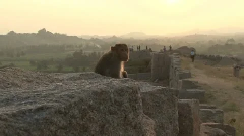 India Karnataka Monkey Hampi Video stock 22070297