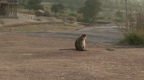 India Karnataka monkey Hampi Video stock 22070358
