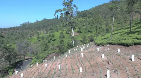 India Kerala rows of new tea and carpet of tea plants 2 Stock Footage 24052328