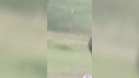 India: Leopard attack unfolds during picnic in Shahdol district leaving many... Stock Footage 288850691