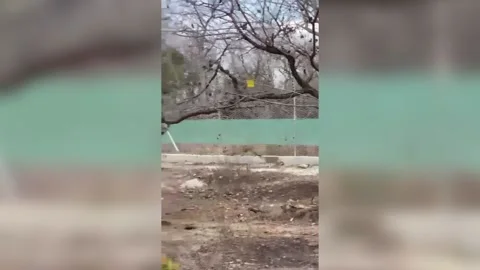 India: Leopard attacks man near sanctuary Stock Footage 276486783