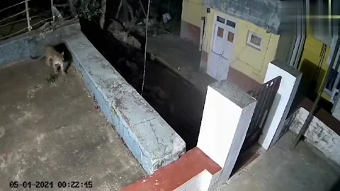 India: Leopard, black bear spotted roaming on roof of house Stock Footage 277483963