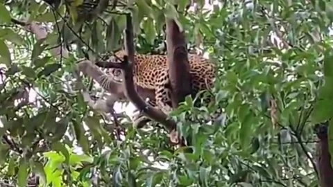 India: Leopard causes panic as it climbs tree in town center in central Indi... Stock Footage 280482912