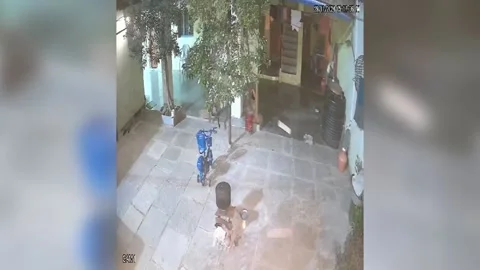 India: Leopard leaps into home near historic fort, triggering panic among... Stock Footage 296251482