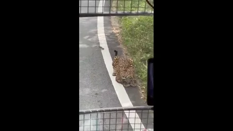 India: Leopard Leaps Onto Safari Bus at Bengalurus Bannerghatta Park, Mi... Stock Footage 321221609