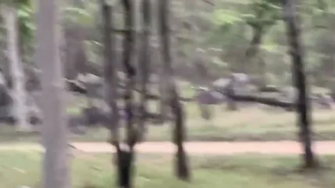 India: Leopard’s stealth attack on monkey captivates tourists Video stock 276485569