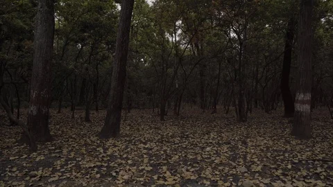 India Lockdown, Rishikesh, empty roads Stock-Footage 129069320