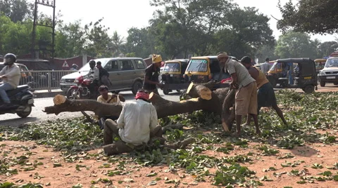 India, manual labor, workers cut trees on the roadside Video stock 48787570