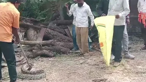 India: Massive 12-foot python slithers into politician6s house leaving on... Video stock 294665036