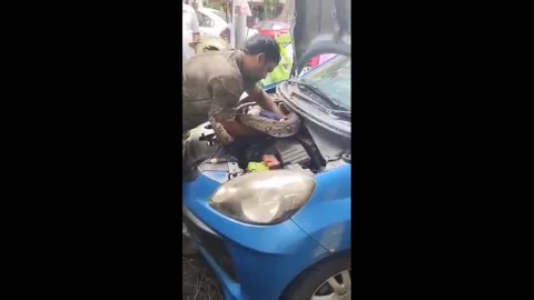 India: Massive Python Found Coiled Inside Car Bonnet Видео 344881482