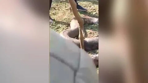 India: Massive python released into forest after sparking panic in villag... Stock-Footage 296251201