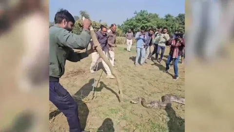 India: Massive python released into forest after sparking panic in villag... Stock Footage 296251387