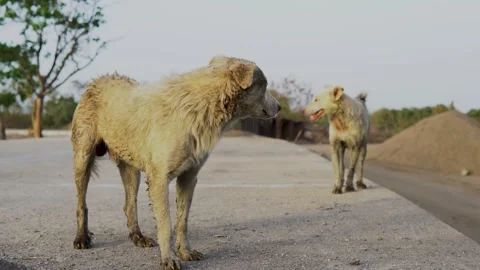 India – May 22, 2026: Stray Dogs Standing on Quiet Rural Road Stock-Footage 336048078