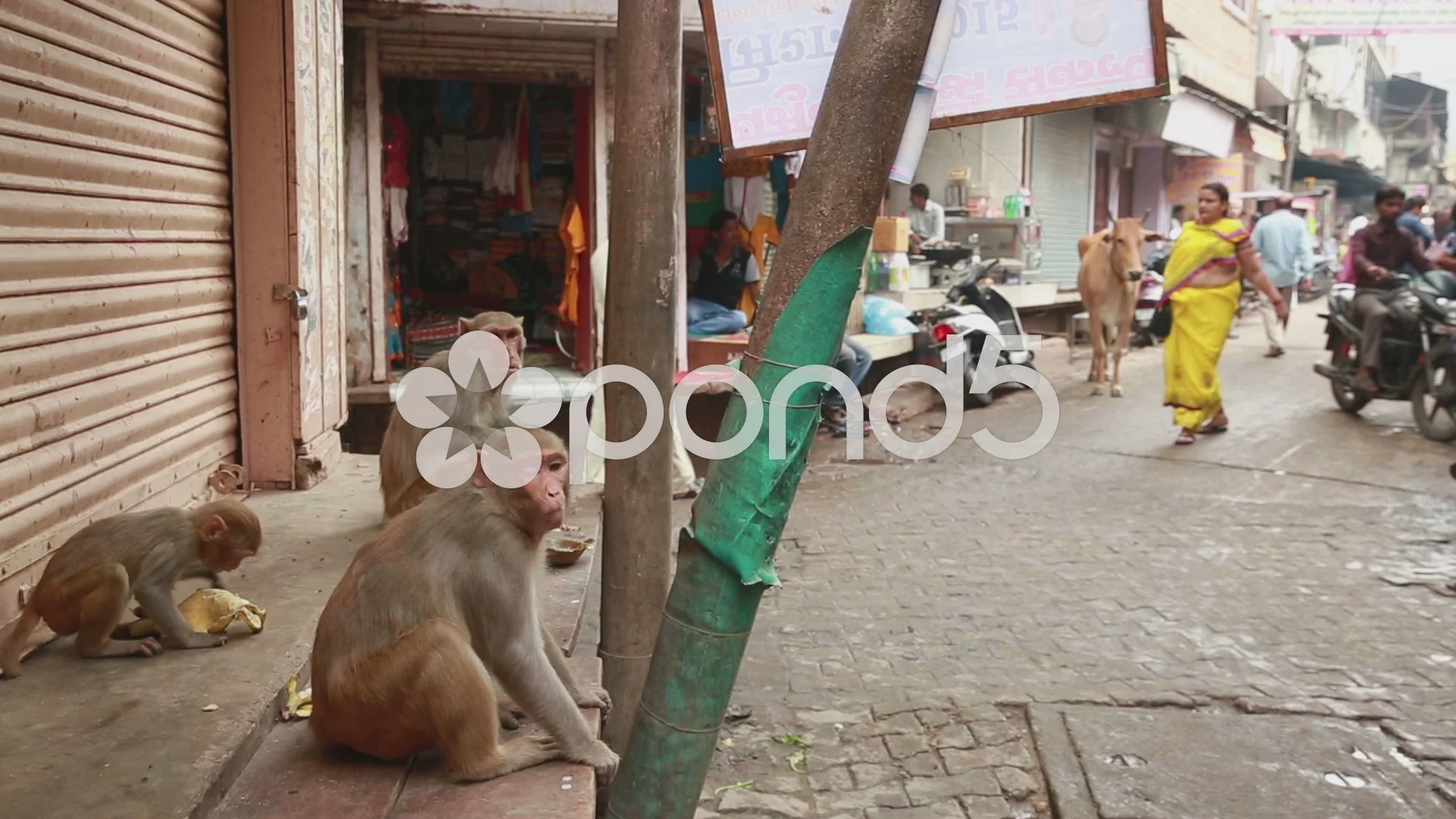 Monkey stealing food from a street market stall in India Stock Photo - Alamy