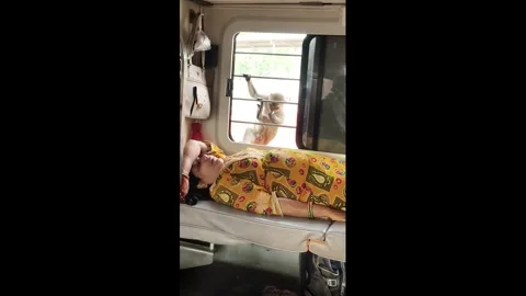 India: Monkey grabs a passengers food on metro train in Firozabad, India... Stock Footage 345109625