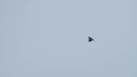 India MP Mandu Bird Video stock 282732427