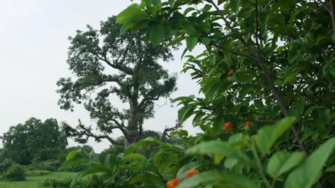 India MP Mandu Hathi mahal group Baobab tree Video stock 281263717