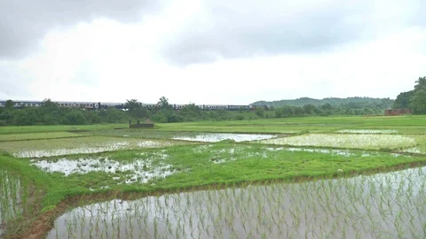 India, A Passenger Indian train passing through an lush irrigated rice field, Stock Footage 115488251
