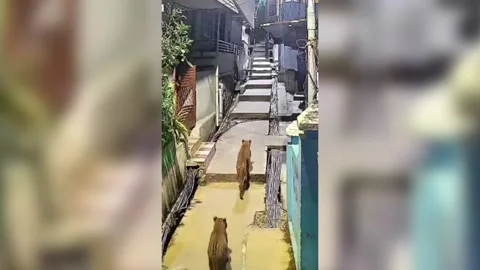India: Predawn leopard sighting spark panic amongst residents Stock Footage 297551074