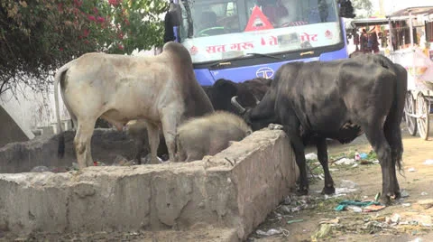 India Pushkar Stock Footage 24628239