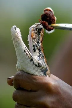 India Python First Aid -  15 Nov 2006 스톡 사진