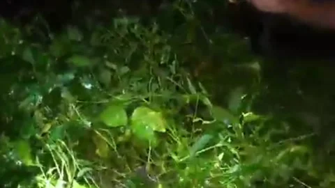 India: Python found stranded after swallowing honey badger Stock-Footage 284381230