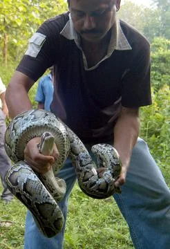 India Python - Jun 2007 Foto stock
