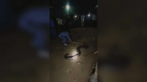India: Python spotted near temple in central India sparks panic amongst v... 스톡 동영상 290521304