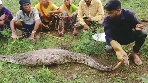India: Python swallows calf whole, rescued after fierce struggle in northern... Video stock 283866872
