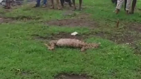 India: Python swallows goat inside home, causing panic Video stock 280484627