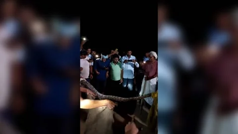 India: Python from Tiger Reserve causes panic in northern India, successfull... Stock Footage 284841944