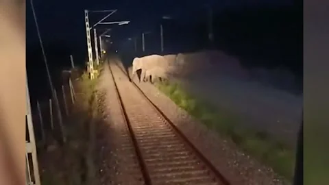 India: Quick thinking drivers avert catastrophe as 60 elephants cross railwa... Video stock 288469664