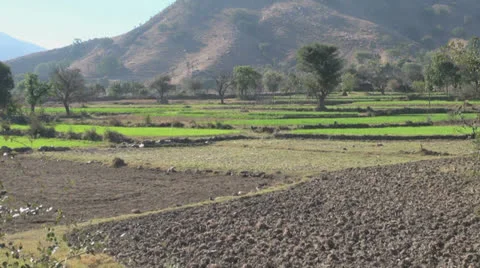 India Rajasthan Deogarh divided crop fields and hill Stock Footage 24451018