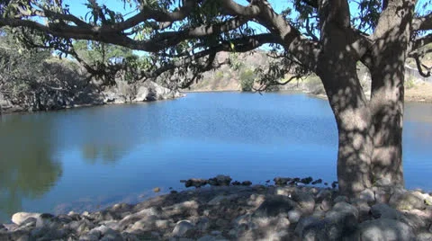 India Rajasthan Deogarh shadow web on tree by lake  Stock Footage 24394798