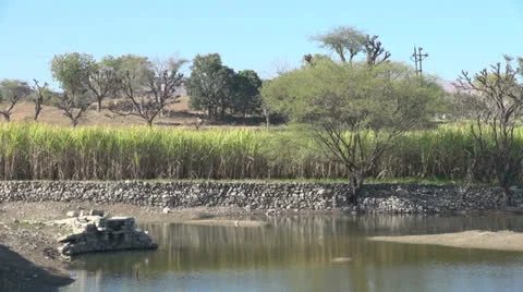 India Rajasthan Deogarh wall separating pond and sugar cane field  Stock Footage 24450974