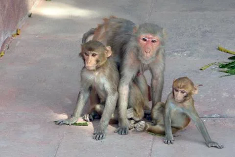 India, Rajasthan, Jaipur, indian monkeys Stock Photos